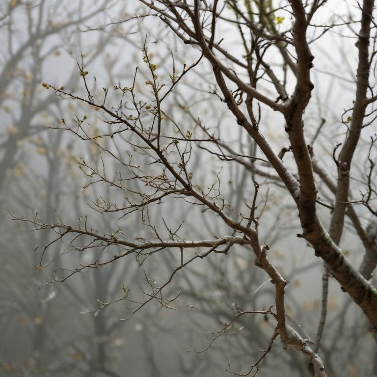 branches - 更多图片 (modelslab_realistic_v2)