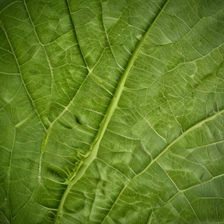 leaf - 更多图片 (modelslab_realistic_v2)